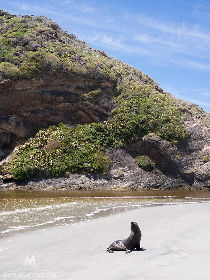 Wharariki Beach Seals - Matejalicious Travel and Adventure
