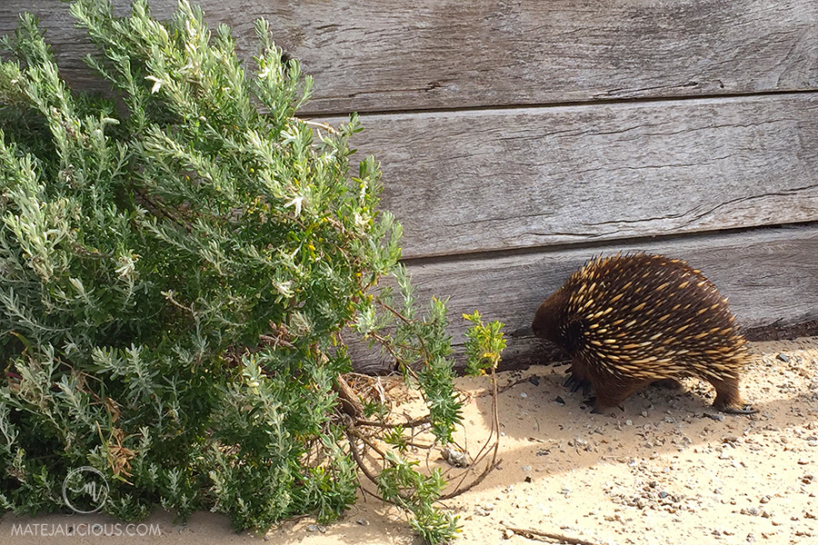 Point Nepean Echidna - Matejalicious Travel and Adventure