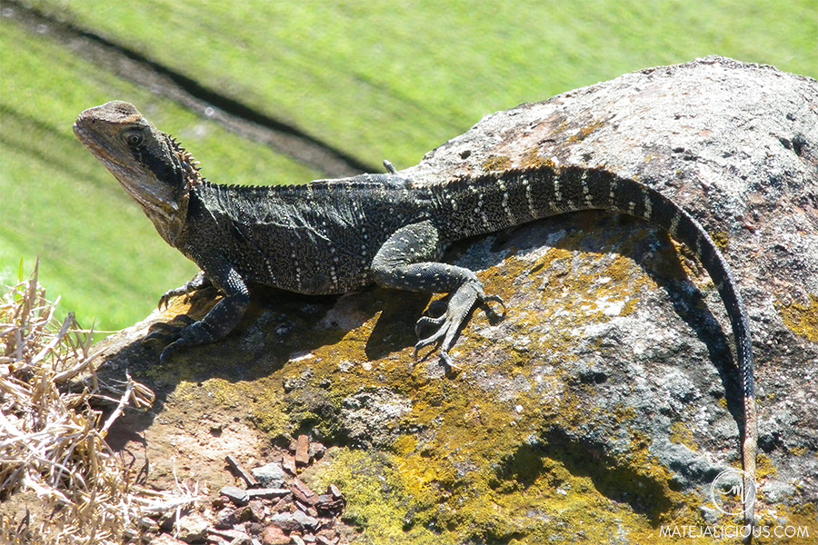 Lizard Australia - Matejalicious Travel and Adventure