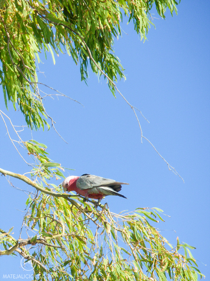 Parakeet Australia - Matejalicious Travel and Adventure