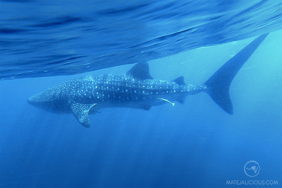 Whale Sharks Western Australia - Matejalicious Travel and Adventure