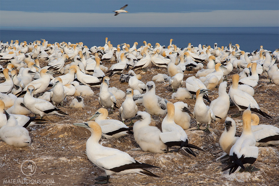 Cape Kidnappers Gannets - Matejalicious Travel and Adventure