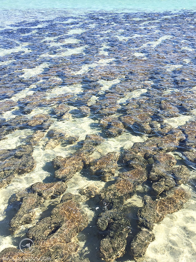 Stromatolites WA - Matejalicious Travel and Adventure